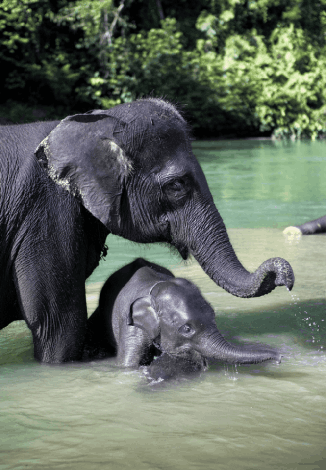 Elephant bathing